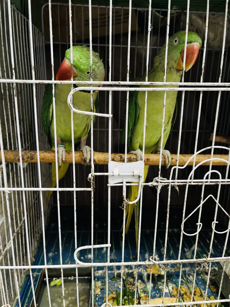 Jumbo Raw Parrot — photo 3