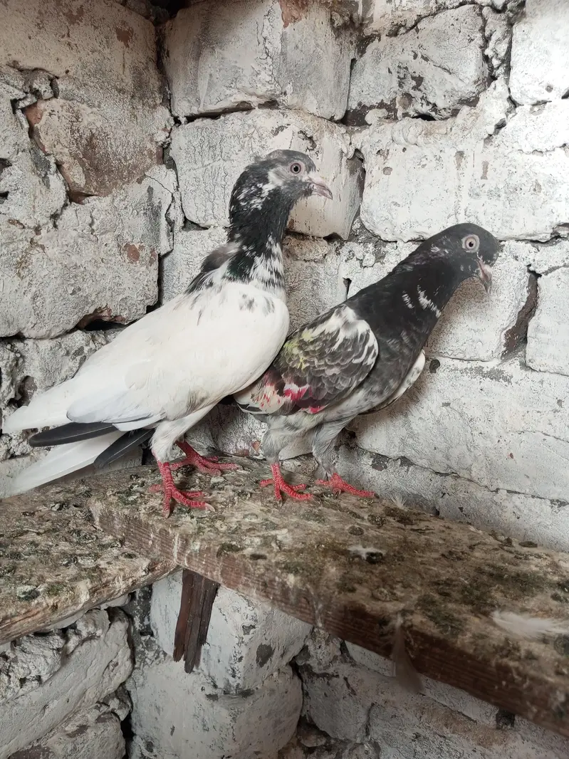 breeder kbuter — photo 9