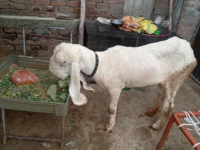 kajli female for sale