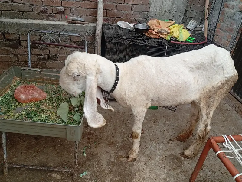 kajli female for sale