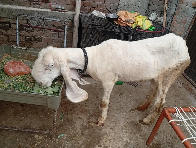 kajli female for sale — photo 2