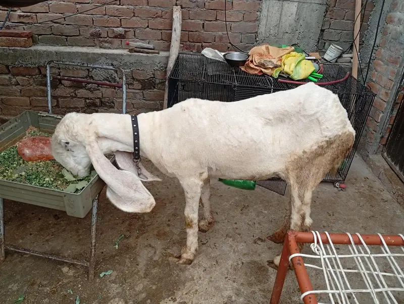 kajli female for sale — photo 3