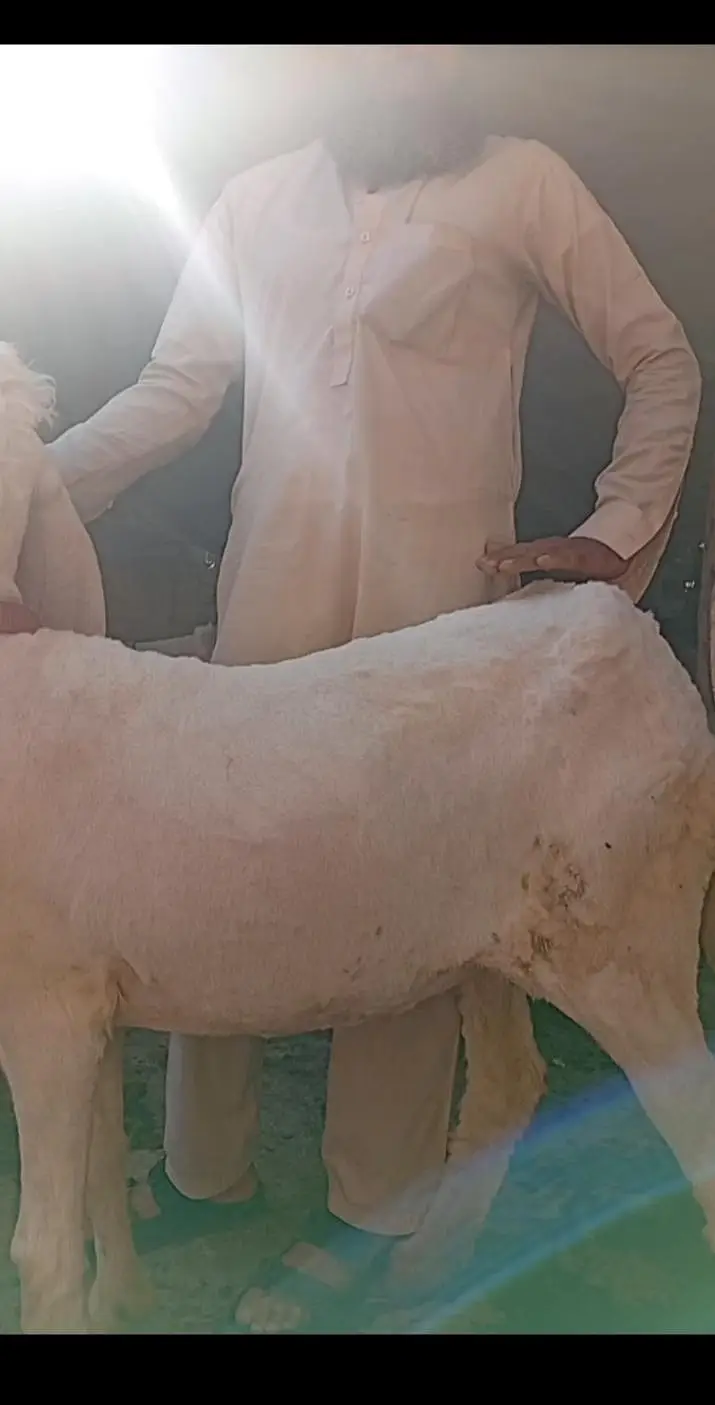 kajli female for sale — photo 5