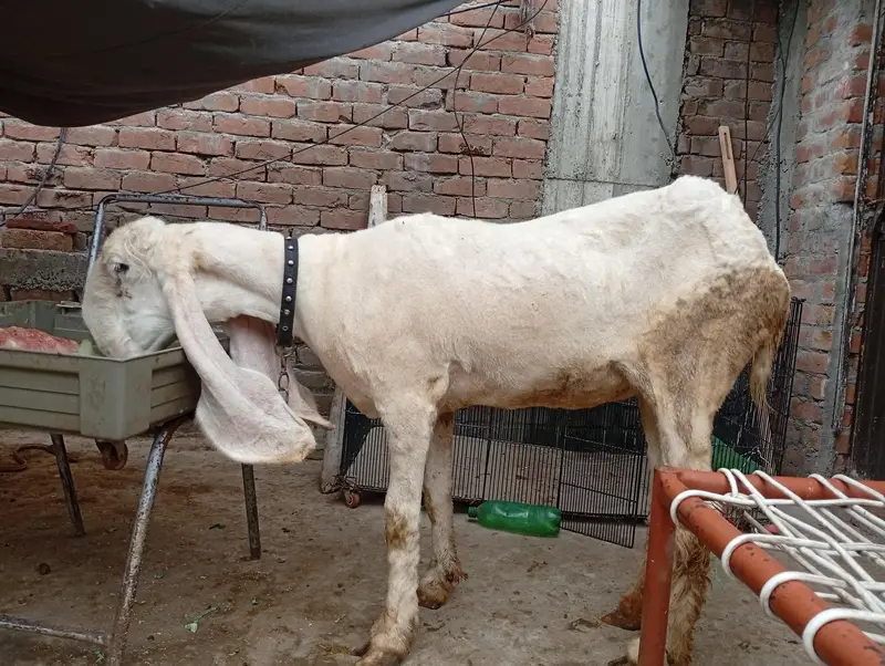 kajli female for sale — photo 6
