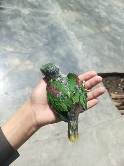 Healthy and active. 30day raw parrot baby