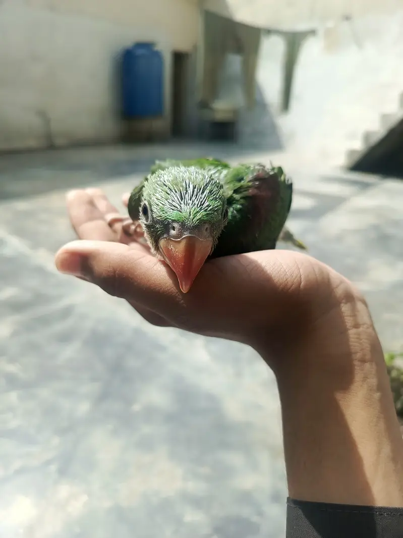 Healthy and active. 30day raw parrot baby — photo 2