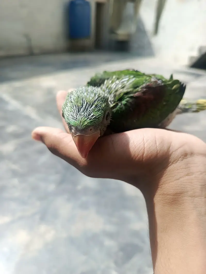 Healthy and active. 30day raw parrot baby — photo 3