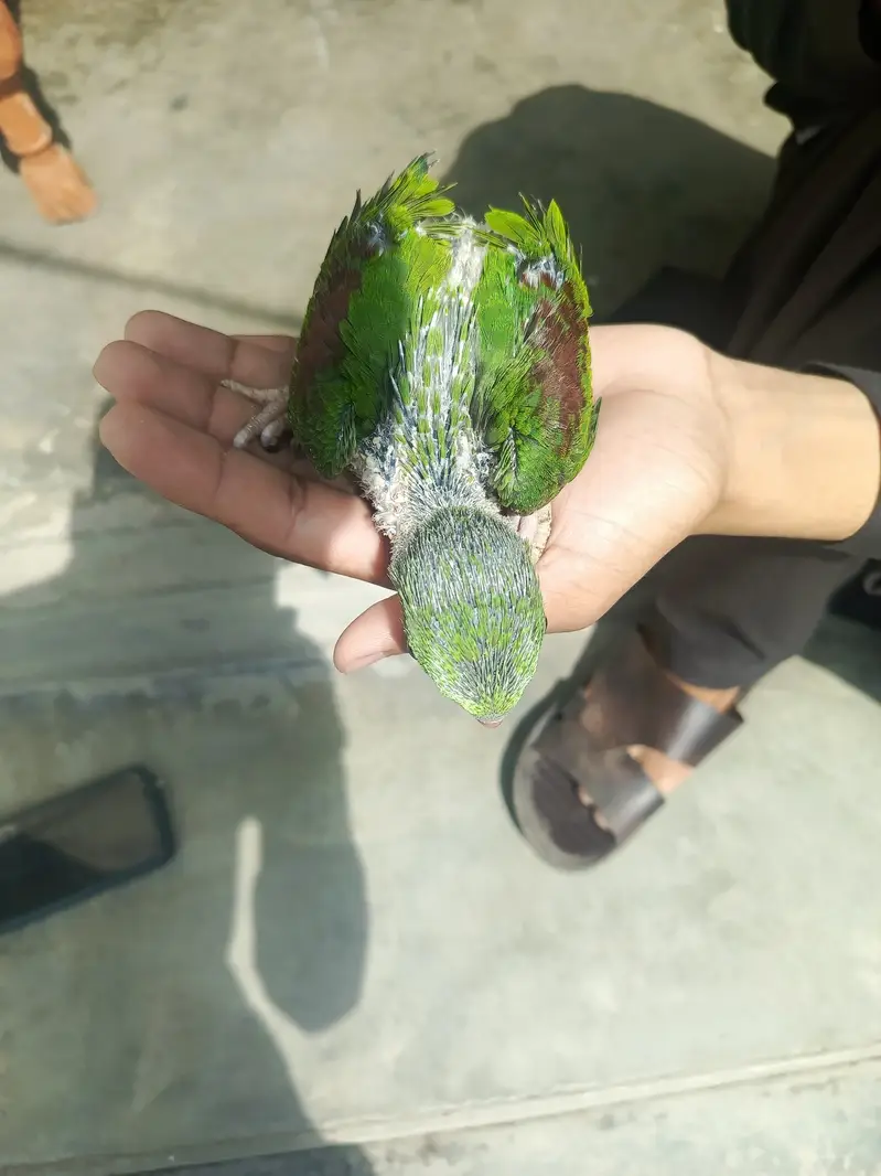 Healthy and active. 30day raw parrot baby — photo 4