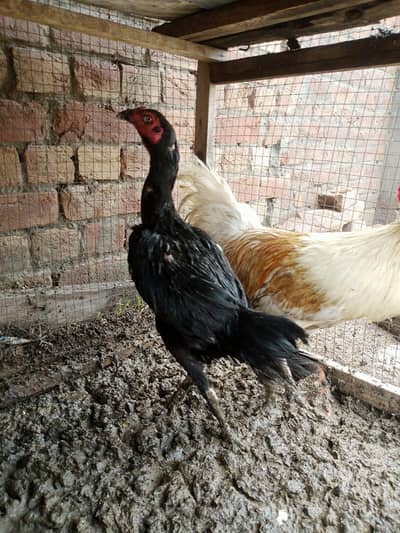 assel murgi or Desi murga for sale healthy and active urgent sale ha