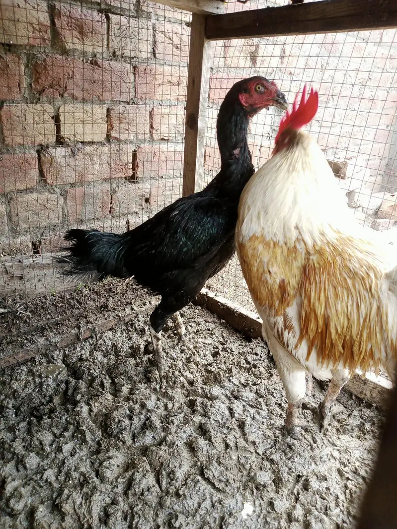 assel murgi or Desi murga for sale healthy and active urgent sale ha — photo 3