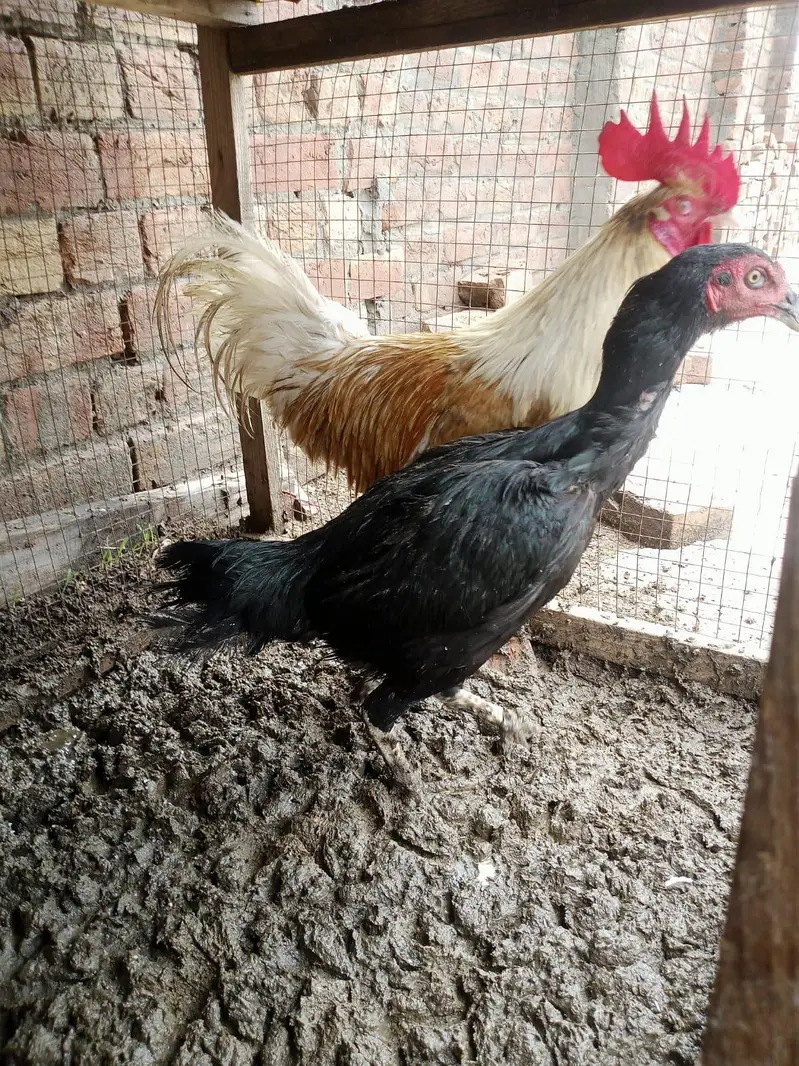 assel murgi or Desi murga for sale healthy and active urgent sale ha — photo 4