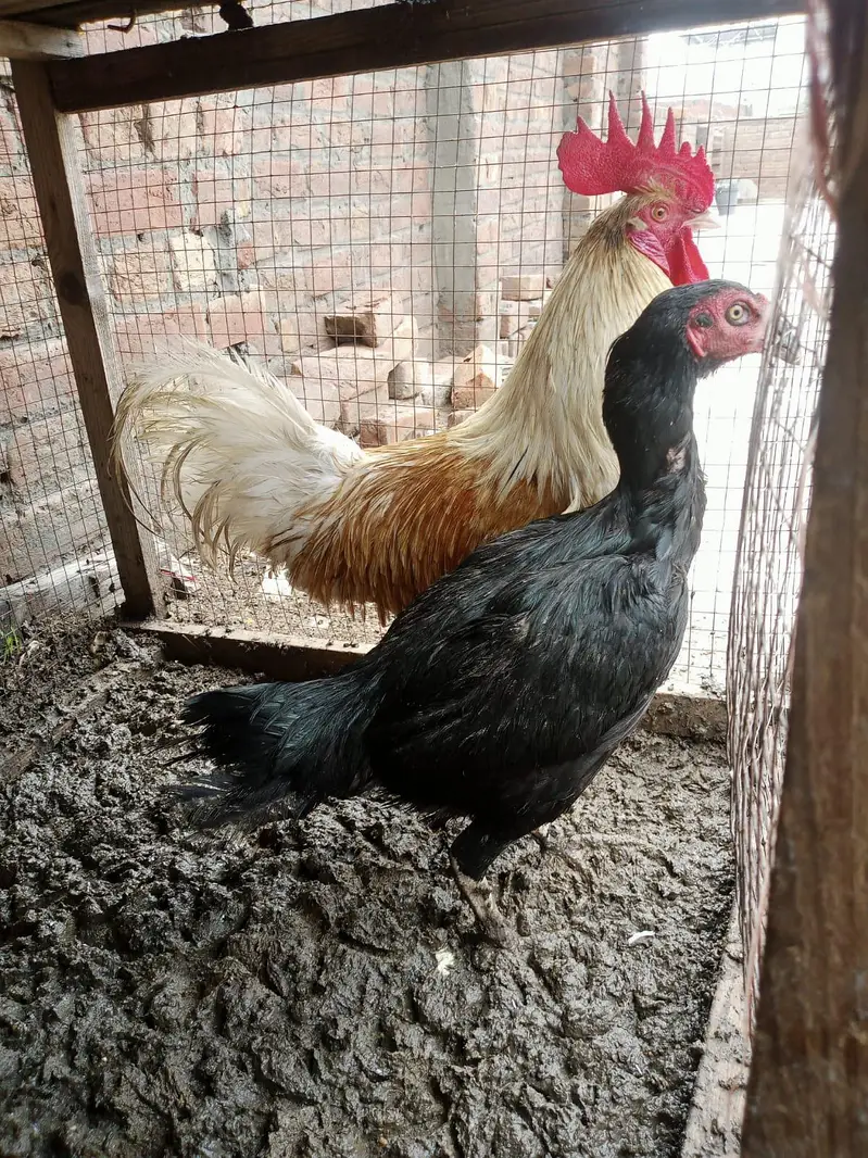 assel murgi or Desi murga for sale healthy and active urgent sale ha — photo 9