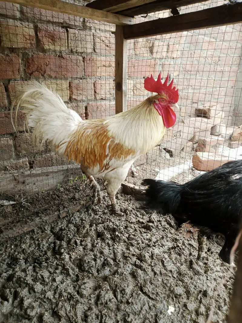 assel murgi or Desi murga for sale healthy and active urgent sale ha — photo 10