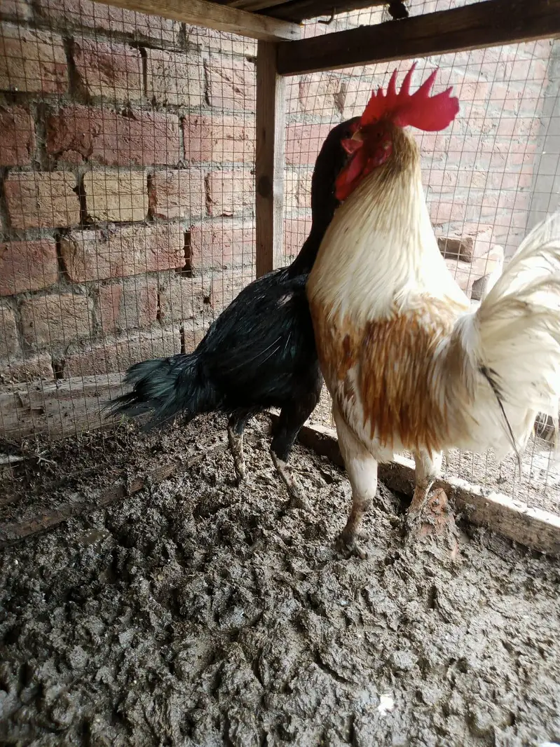 assel murgi or Desi murga for sale healthy and active urgent sale ha — photo 11