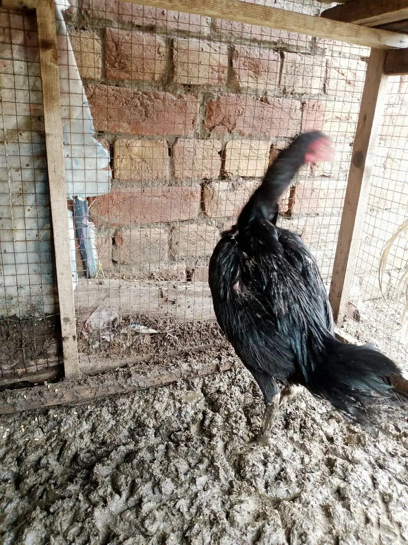 assel murgi or Desi murga for sale healthy and active urgent sale ha — photo 12