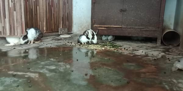 RABBIT