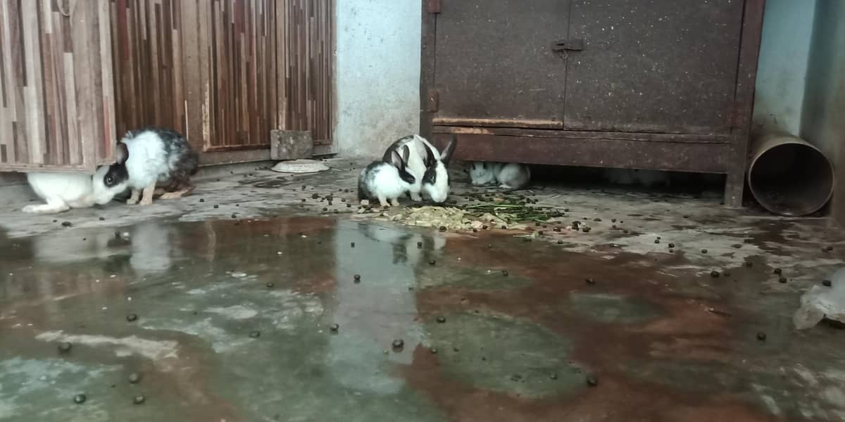 RABBIT 0