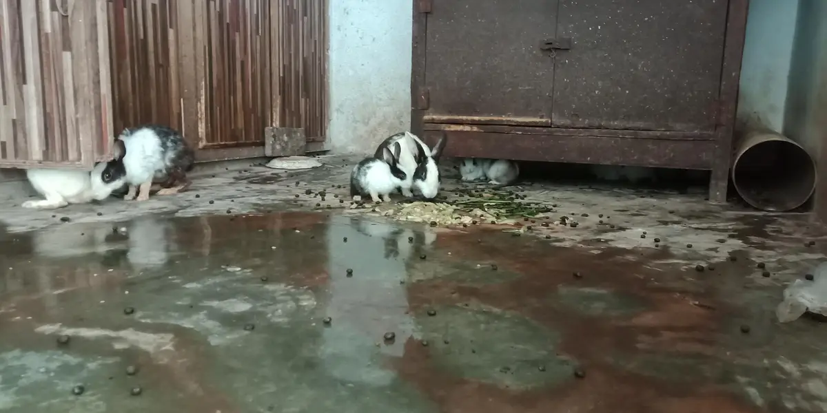 RABBIT