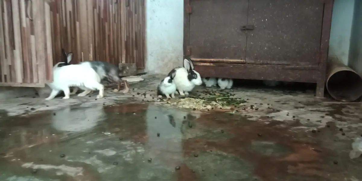 RABBIT — photo 2