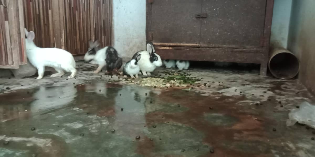 RABBIT 2