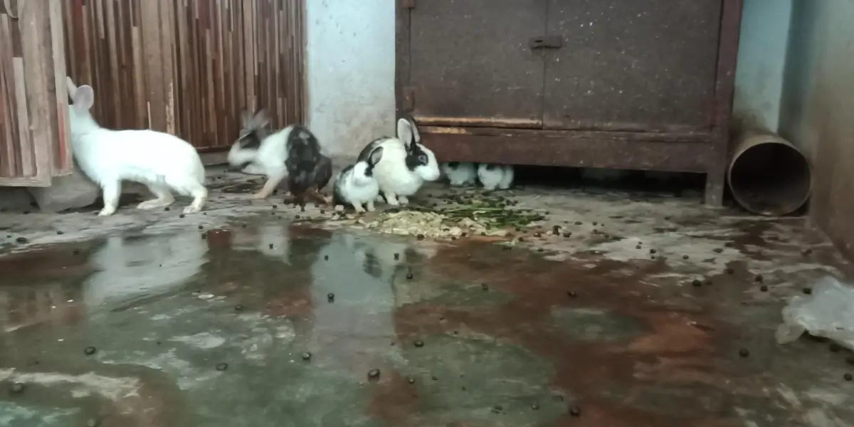 RABBIT — photo 3