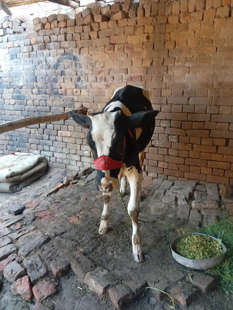 asli nasal gay — photo 2