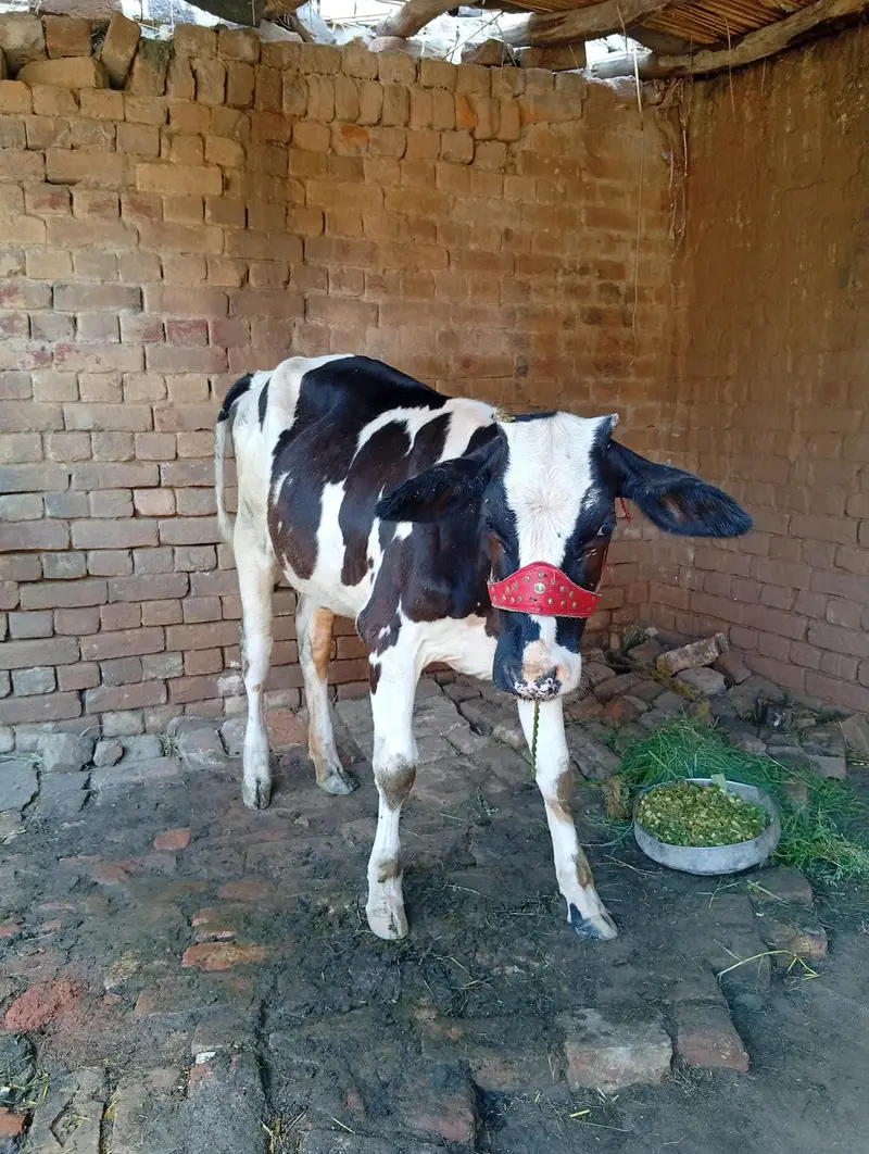 asli nasal gay — photo 3