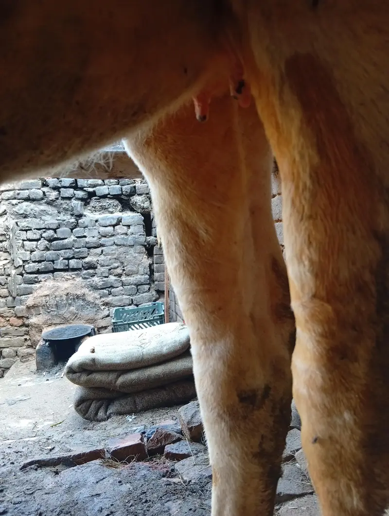 asli nasal gay — photo 5