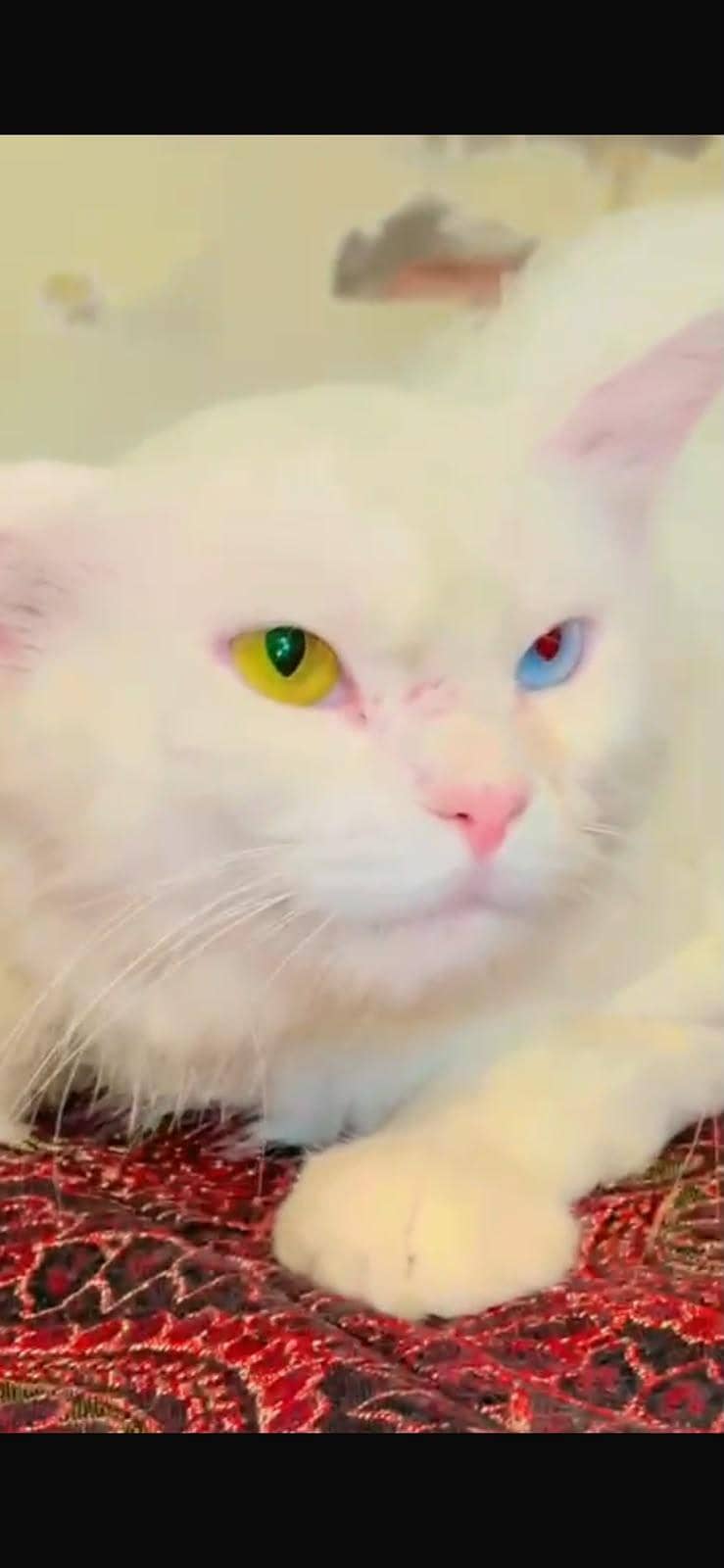 pair white cats 0