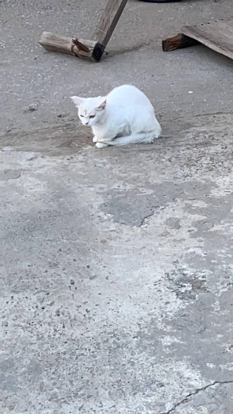 pair white cats 1