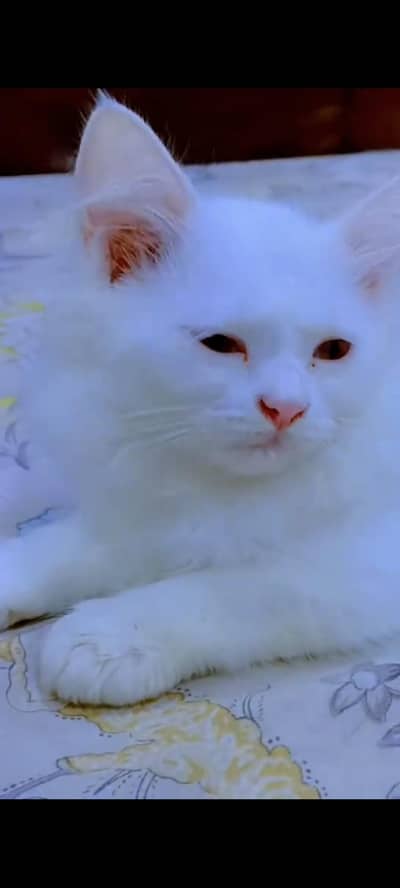 Pure White Persian Female Kitten 3 Months Old