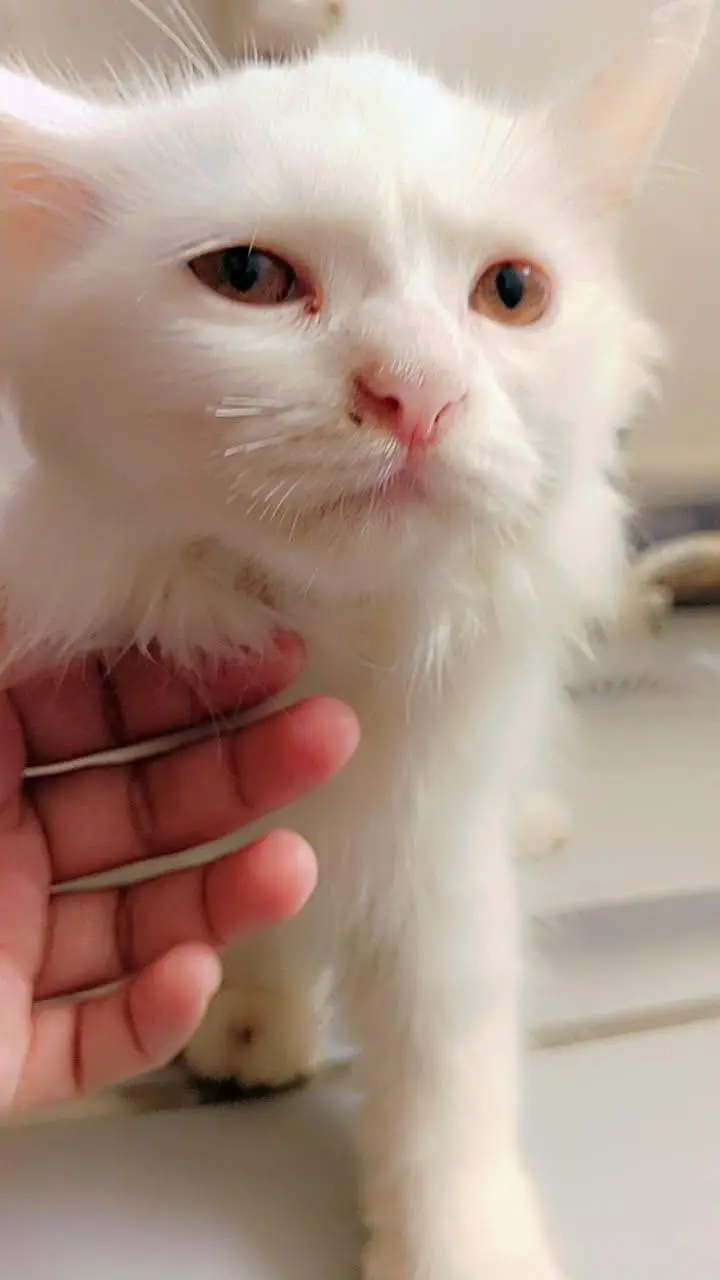 Pure White Persian Female Kitten 3 Months Old — photo 4