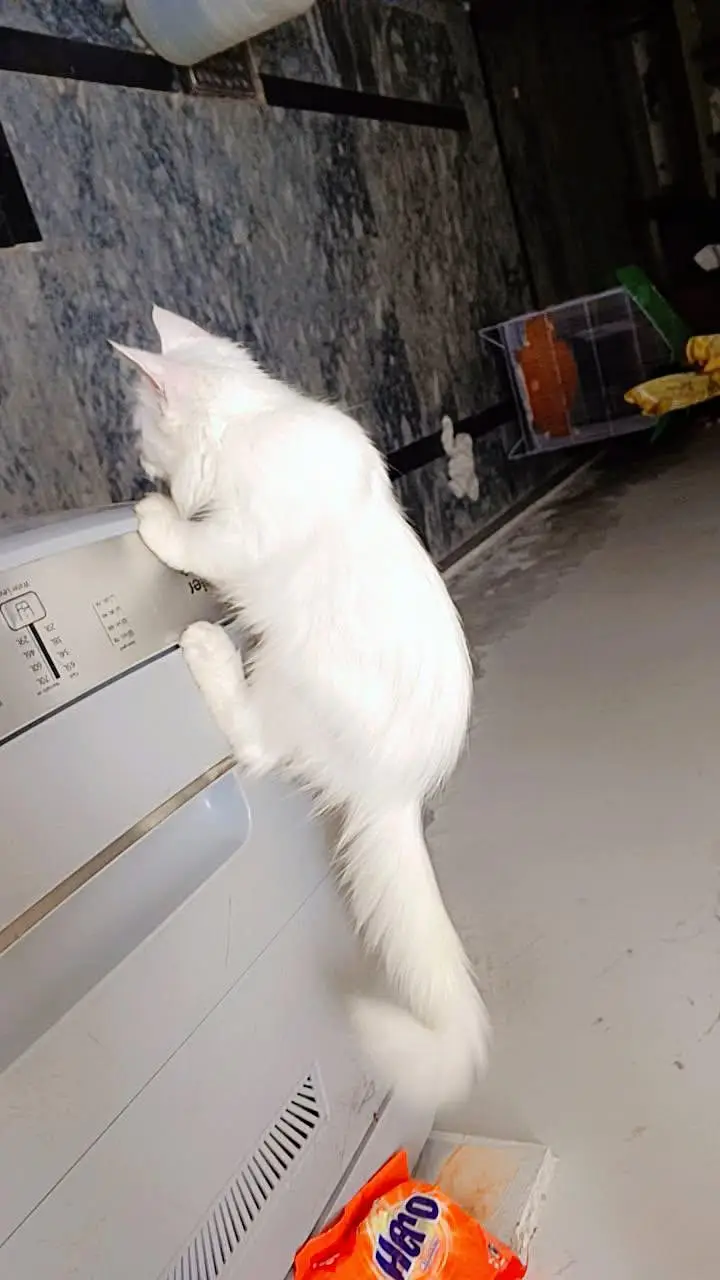 Pure White Persian Female Kitten 3 Months Old — photo 5
