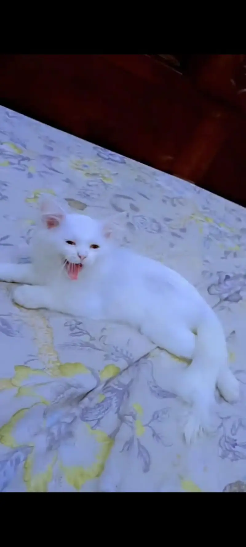 Pure White Persian Female Kitten 3 Months Old — photo 7