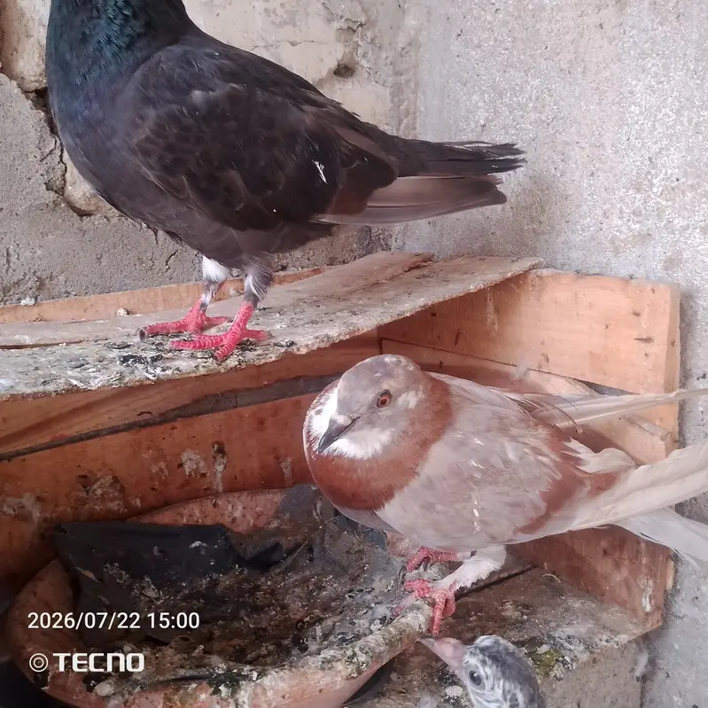 pigeon for sale — photo 6