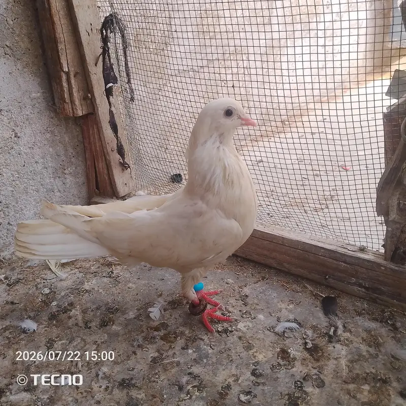 pigeon for sale — photo 8