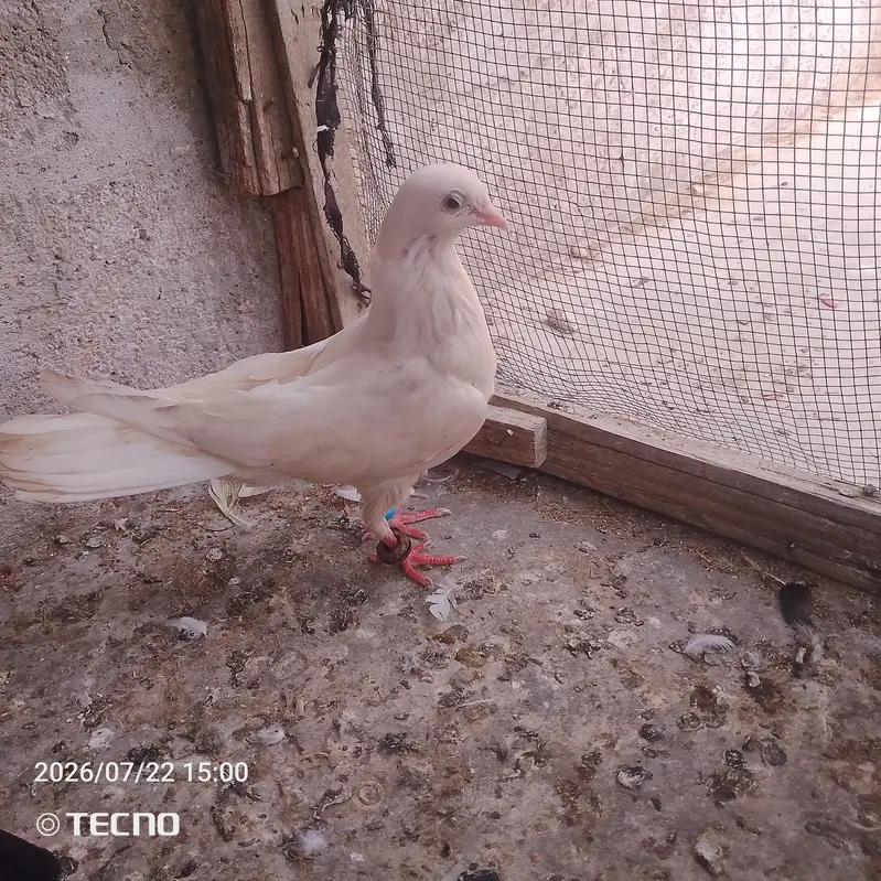 pigeon for sale — photo 9