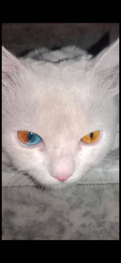 persian