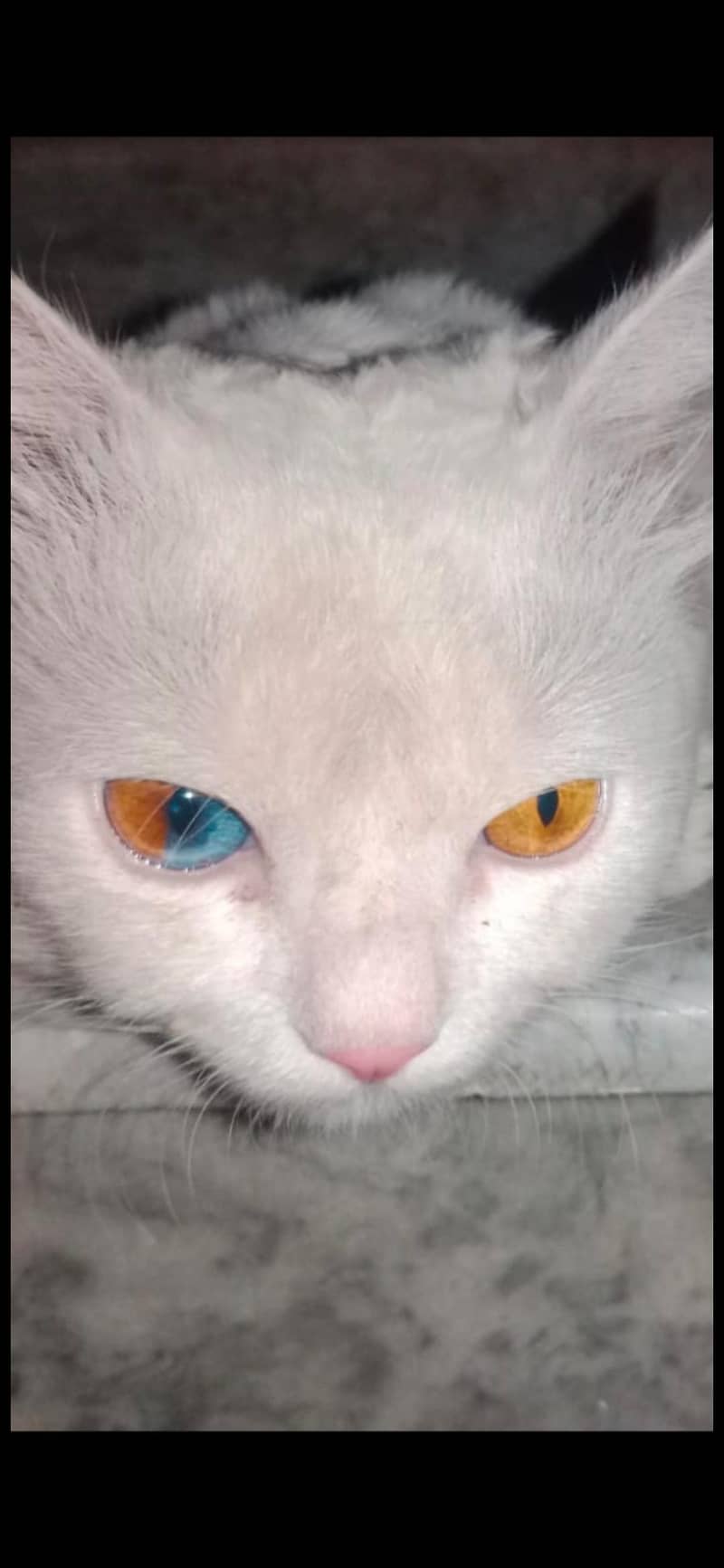persian 0