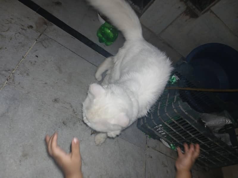 persian 2