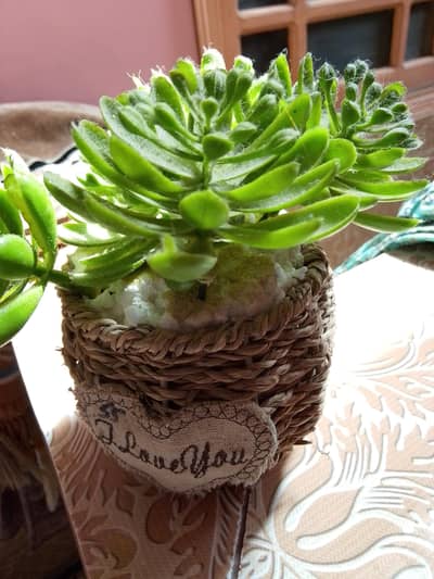 realistic  plant with pot 03350008811