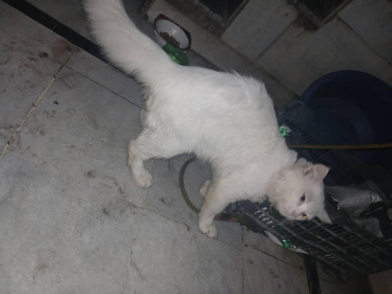 persian 4