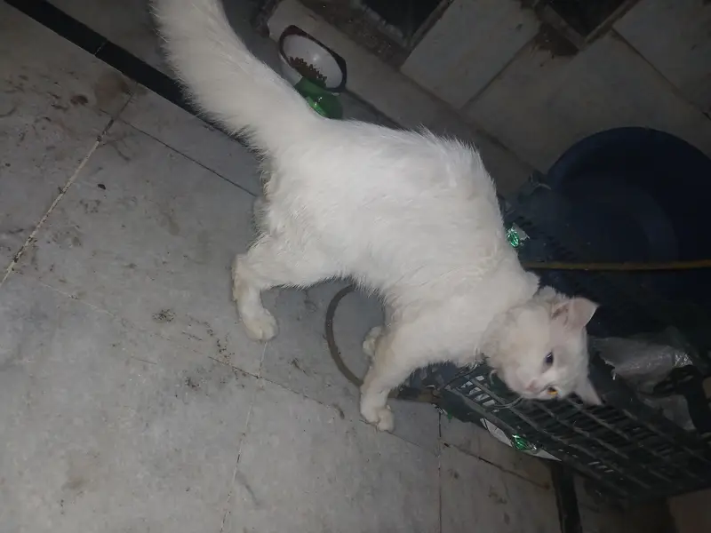 persian — photo 5