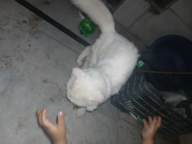 persian — photo 6