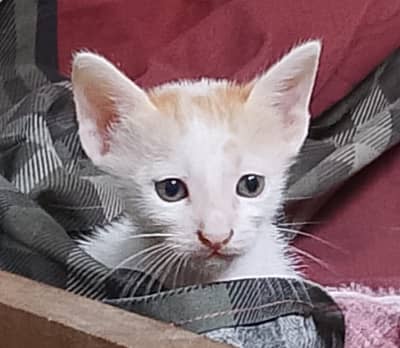 "4 Adorable 1-Month-Old Kittens Need Loving Homes"
