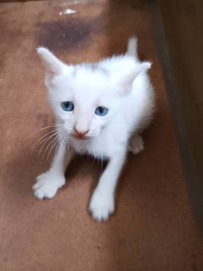 "Adorable 1-Month-Old Kittens Need Loving Homes - Free to good home"
