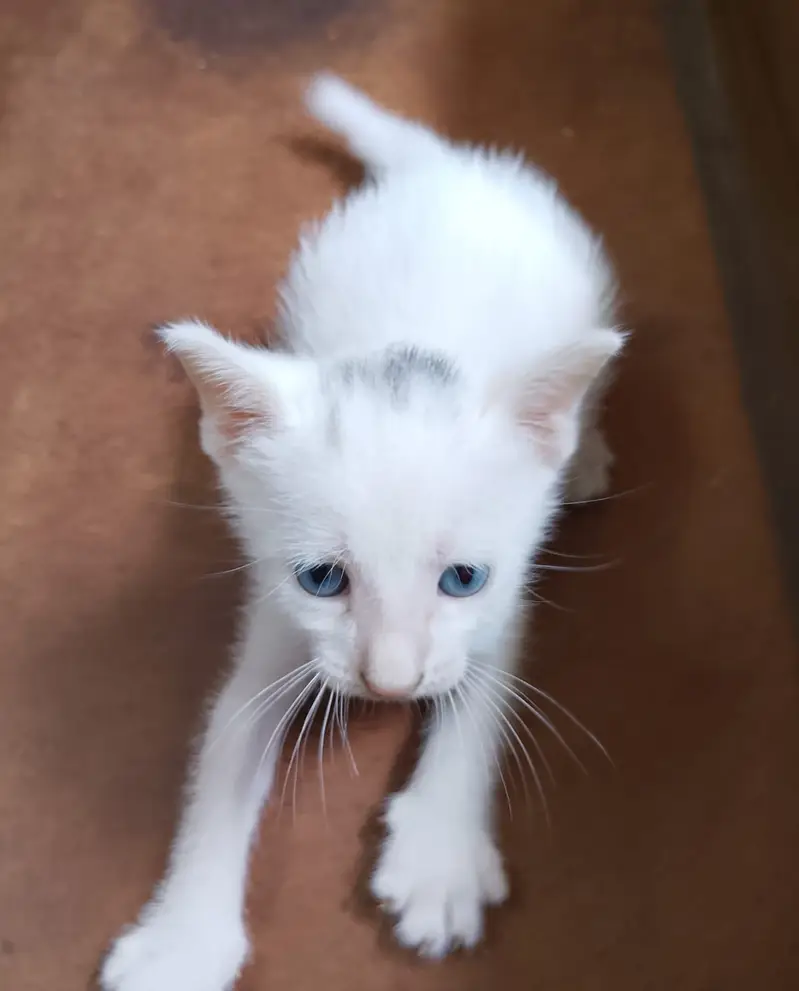 "4 Adorable 1-Month-Old Kittens Need Loving Homes" — photo 3
