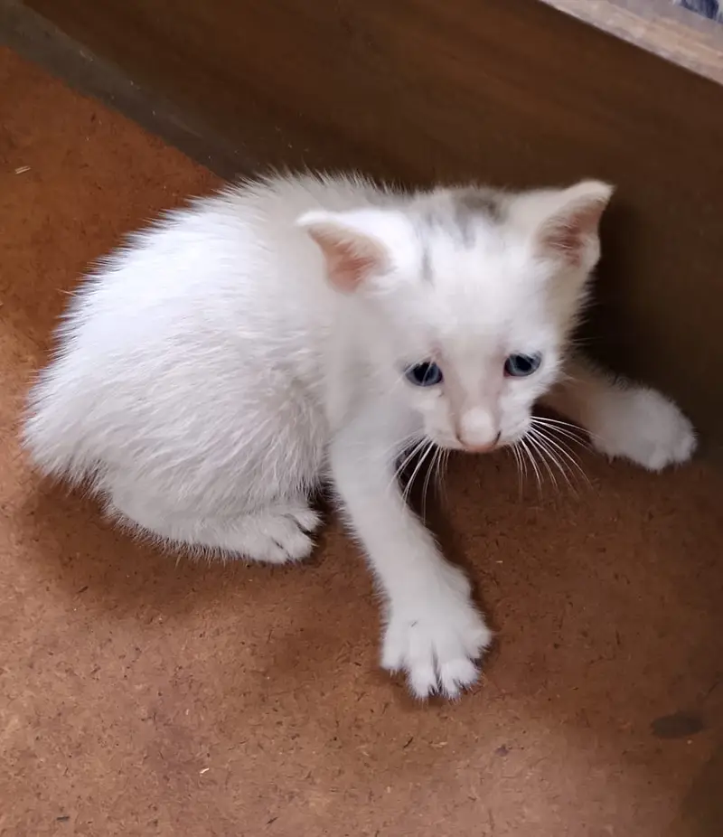 "4 Adorable 1-Month-Old Kittens Need Loving Homes" — photo 4