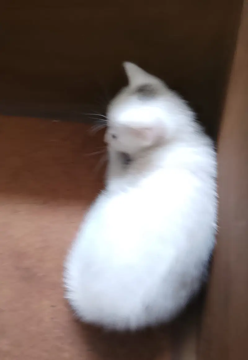 "4 Adorable 1-Month-Old Kittens Need Loving Homes" — photo 5