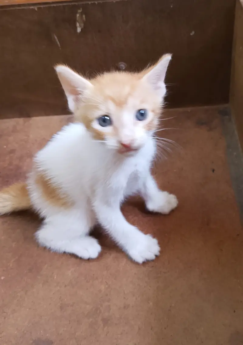 "4 Adorable 1-Month-Old Kittens Need Loving Homes" — photo 6